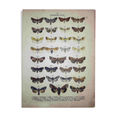 Antique Lithograph of Butterflies from 1887 - Pistacina - Vintage Engraving