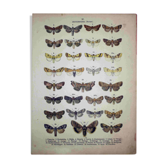 Lithographie ancienne de Papillons de 1887 - Pistacina - Gravure Vintage