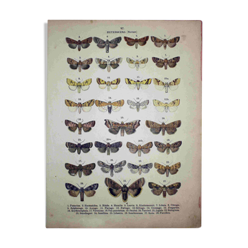 Antique Lithograph of Butterflies from 1887 - Pistacina - Vintage Engraving