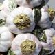 Vintage trompe-l'œil garlic pyramid in glazed ceramic from Manises, Spain.