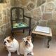Louis Philippe armchair Tropical wood