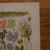 Lithographie originale sur les algues