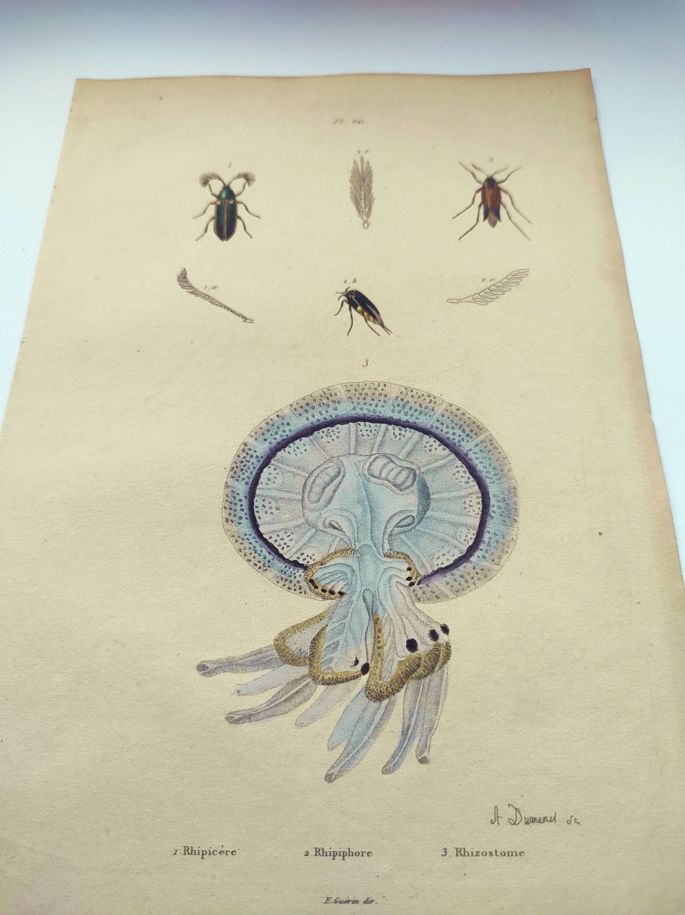 Old engraving from 1838 - Rhizostome jellyfish - Zoological hand-colored plate by Dumenil