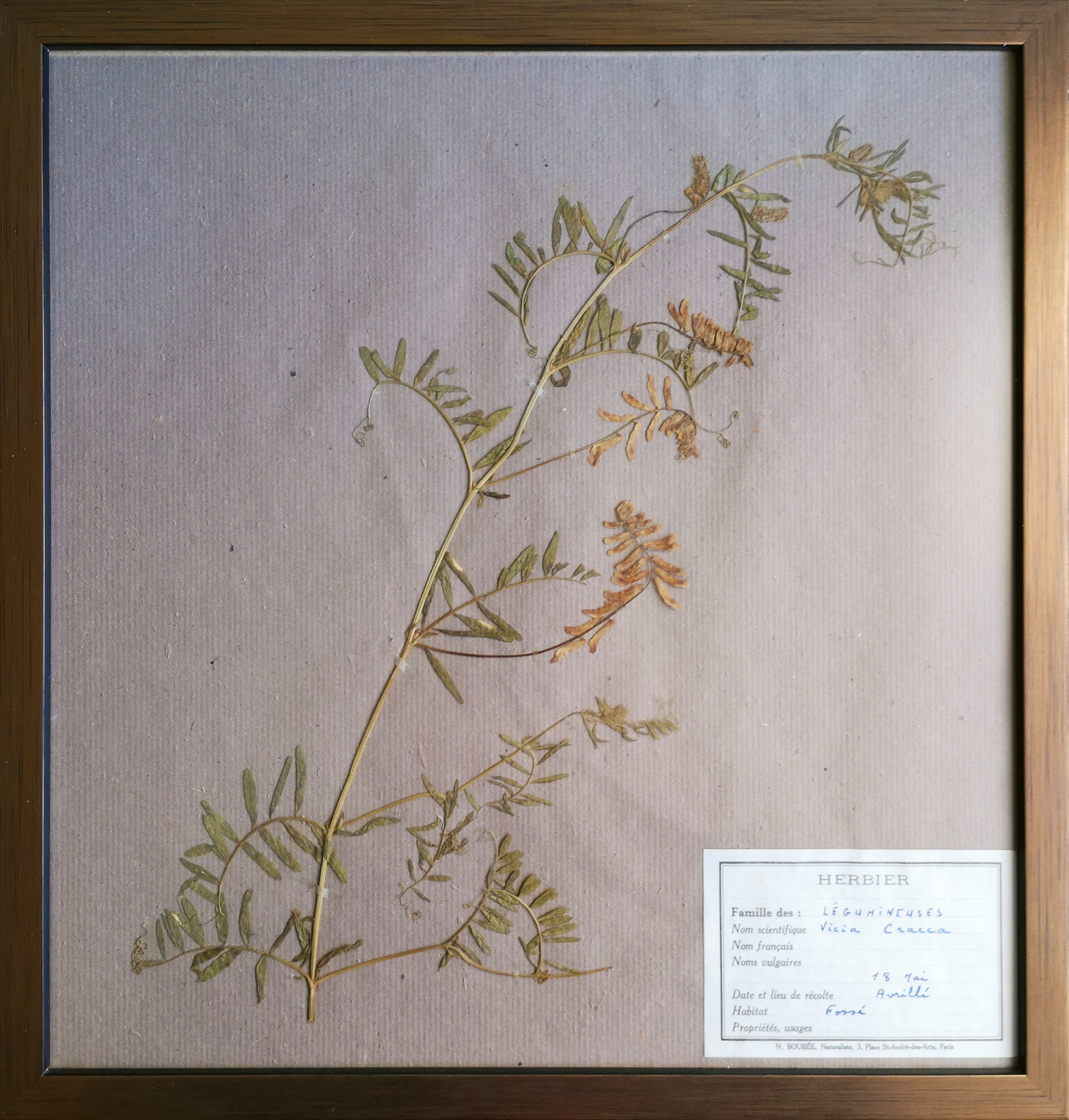 Framed vintage herbariums, decoration, copper frame