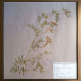 Framed vintage herbariums, decoration, copper frame