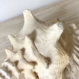 Large conch shell, giant conch
