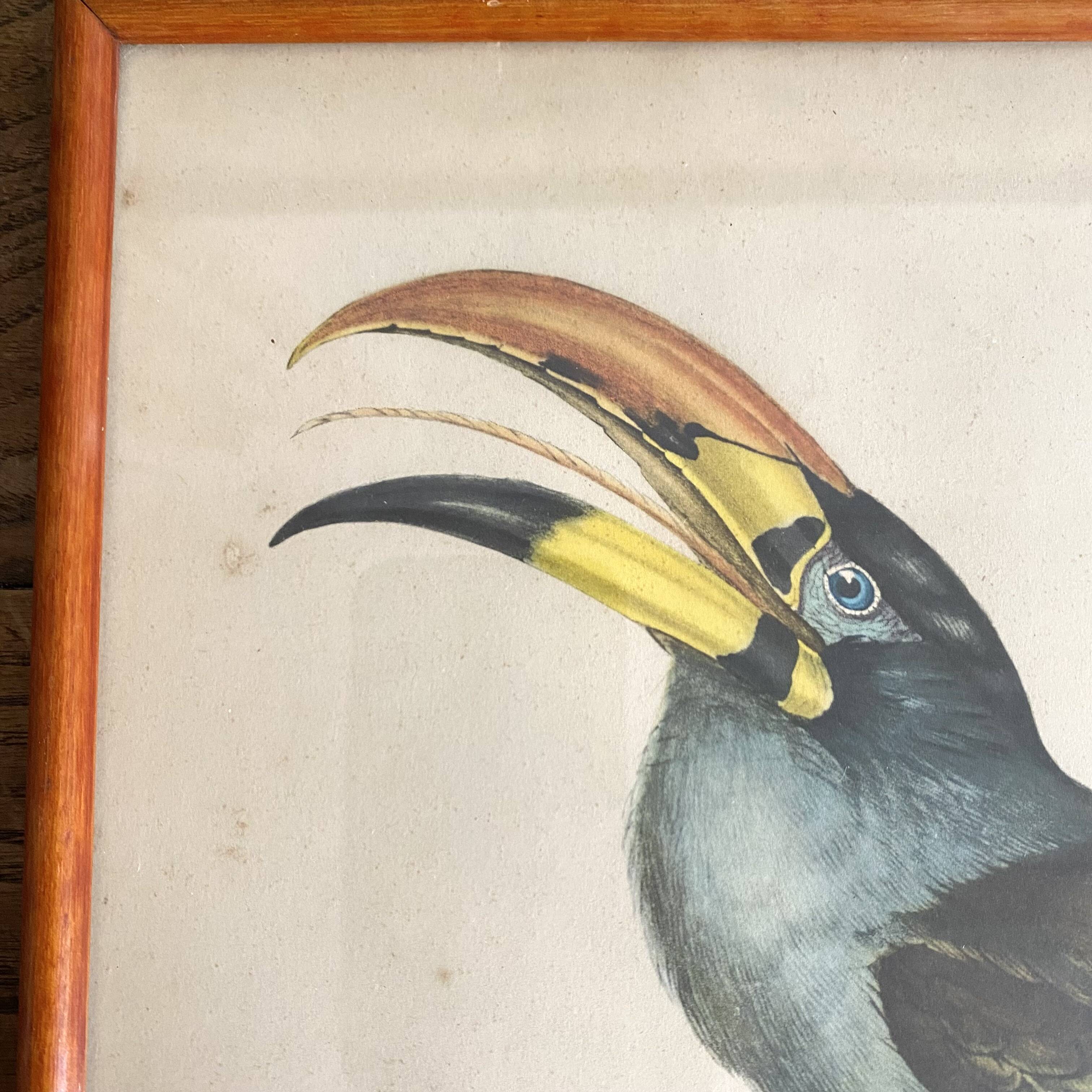 Framed zoological engraving toucan
