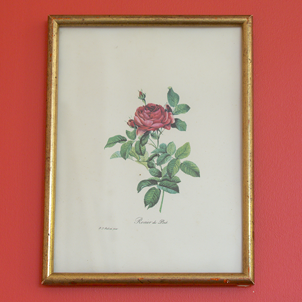 Botanical planks rose roses Dreaded