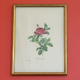 Botanical planks rose roses Dreaded