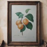 Planche illustrée originale abricot-pêche