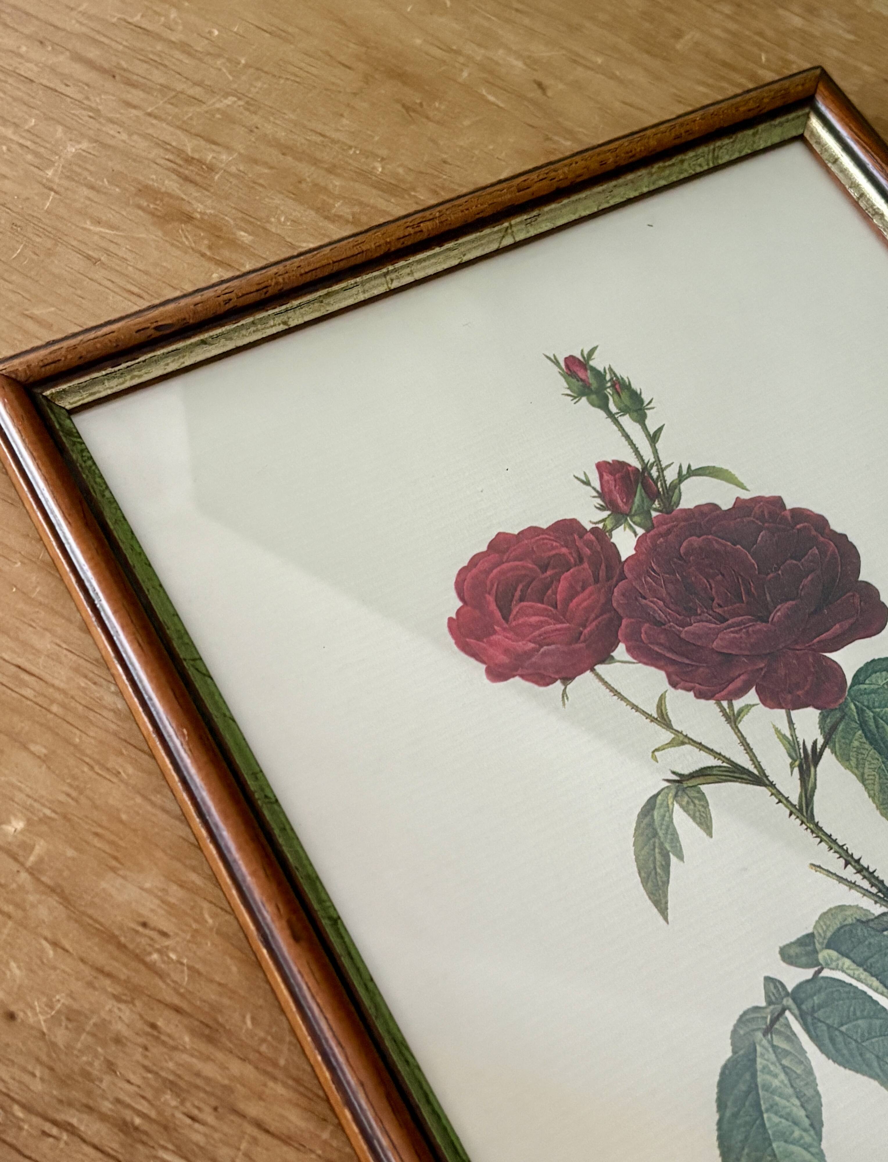 Cadre ancien rose rouge Redouté