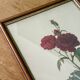 Cadre ancien rose rouge Redouté