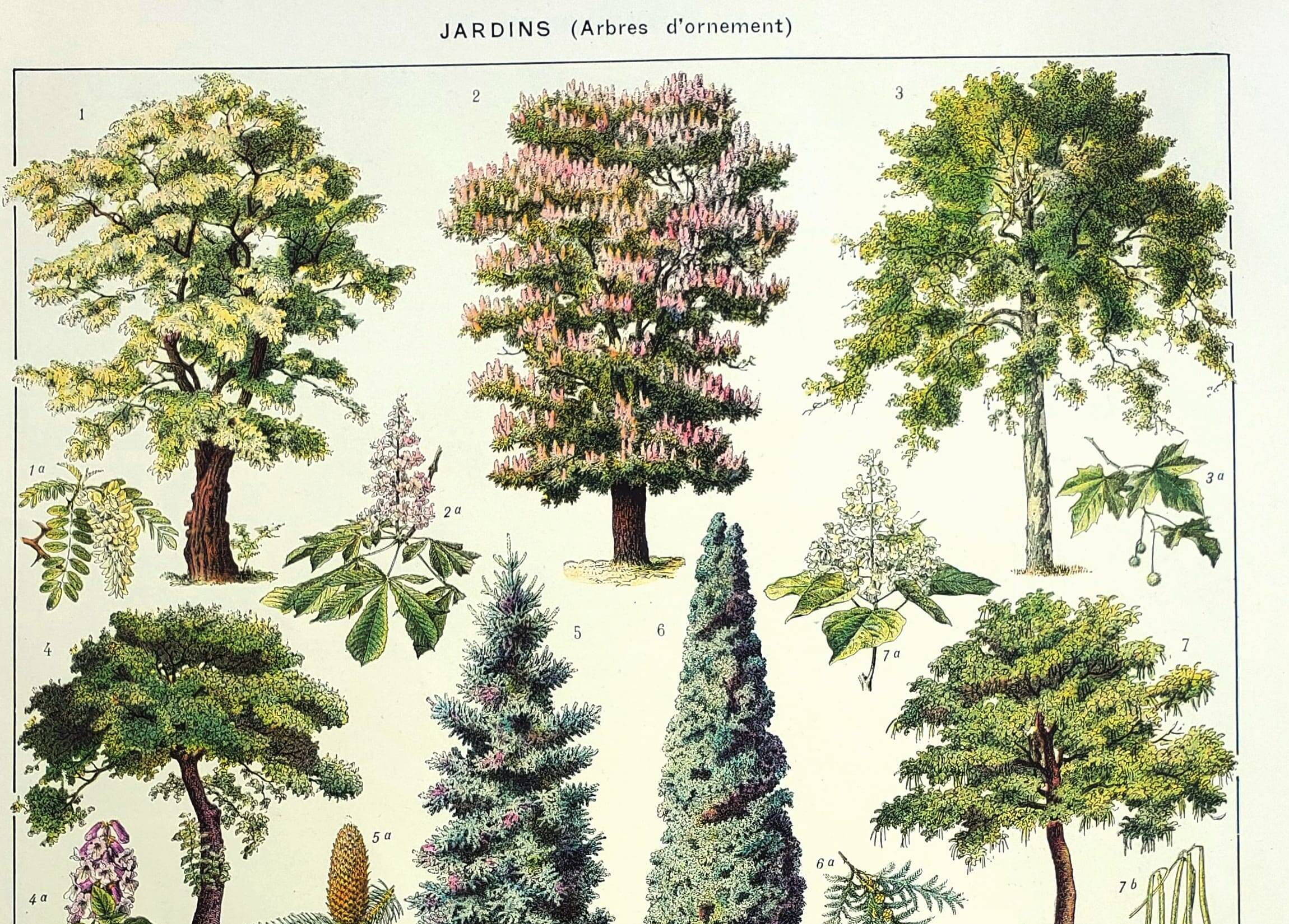 Botanical engraving 1928 A. Millot - Gardens 2, ornamental trees, plants
