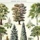 Botanical engraving 1928 A. Millot - Gardens 2, ornamental trees, plants