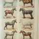Old lithograph 1922, Horse breeds 2, horses, horse riding • Engraving, original illustration