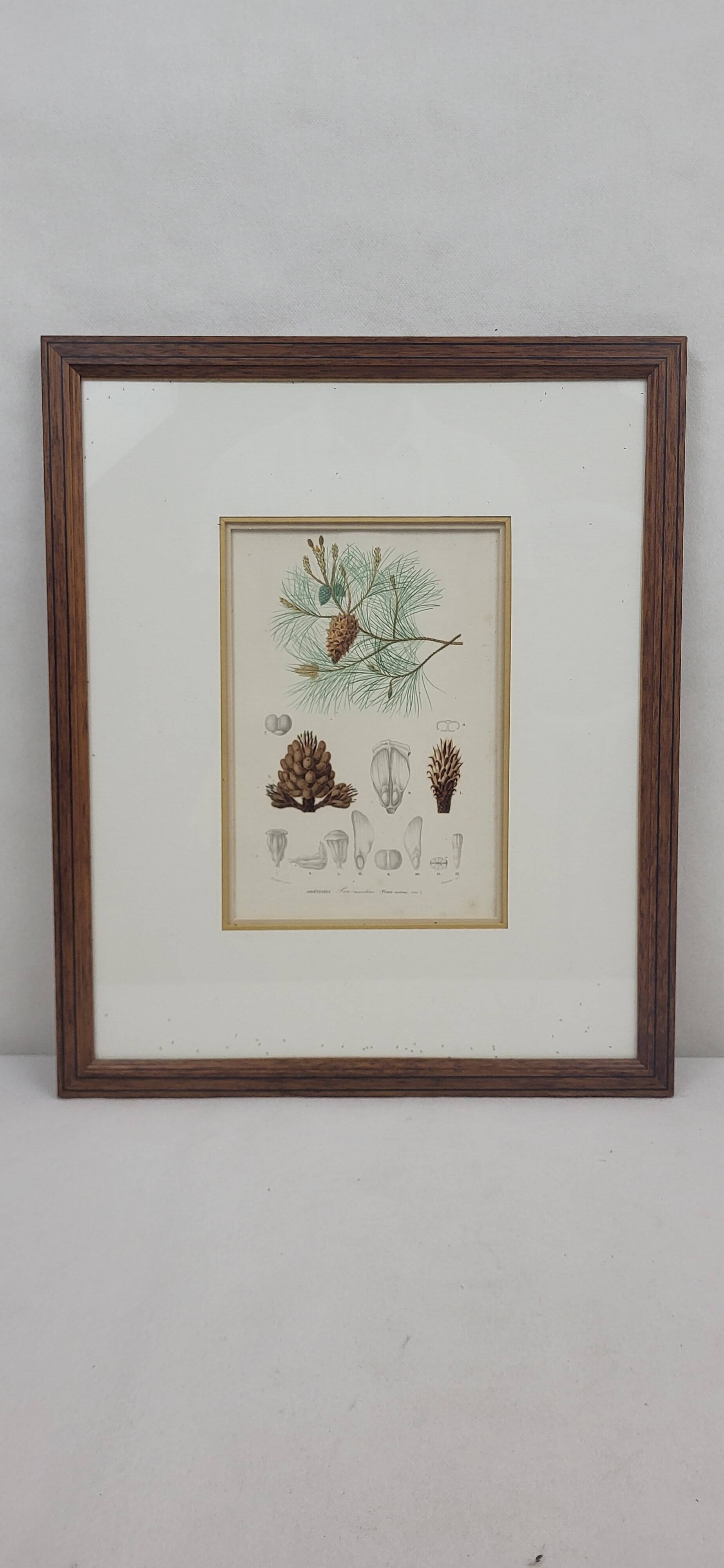 Botanical plate engraving Maritime pine Fournier