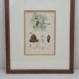 Botanical plate engraving Maritime pine Fournier