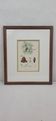 Botanical plate engraving Maritime pine Fournier