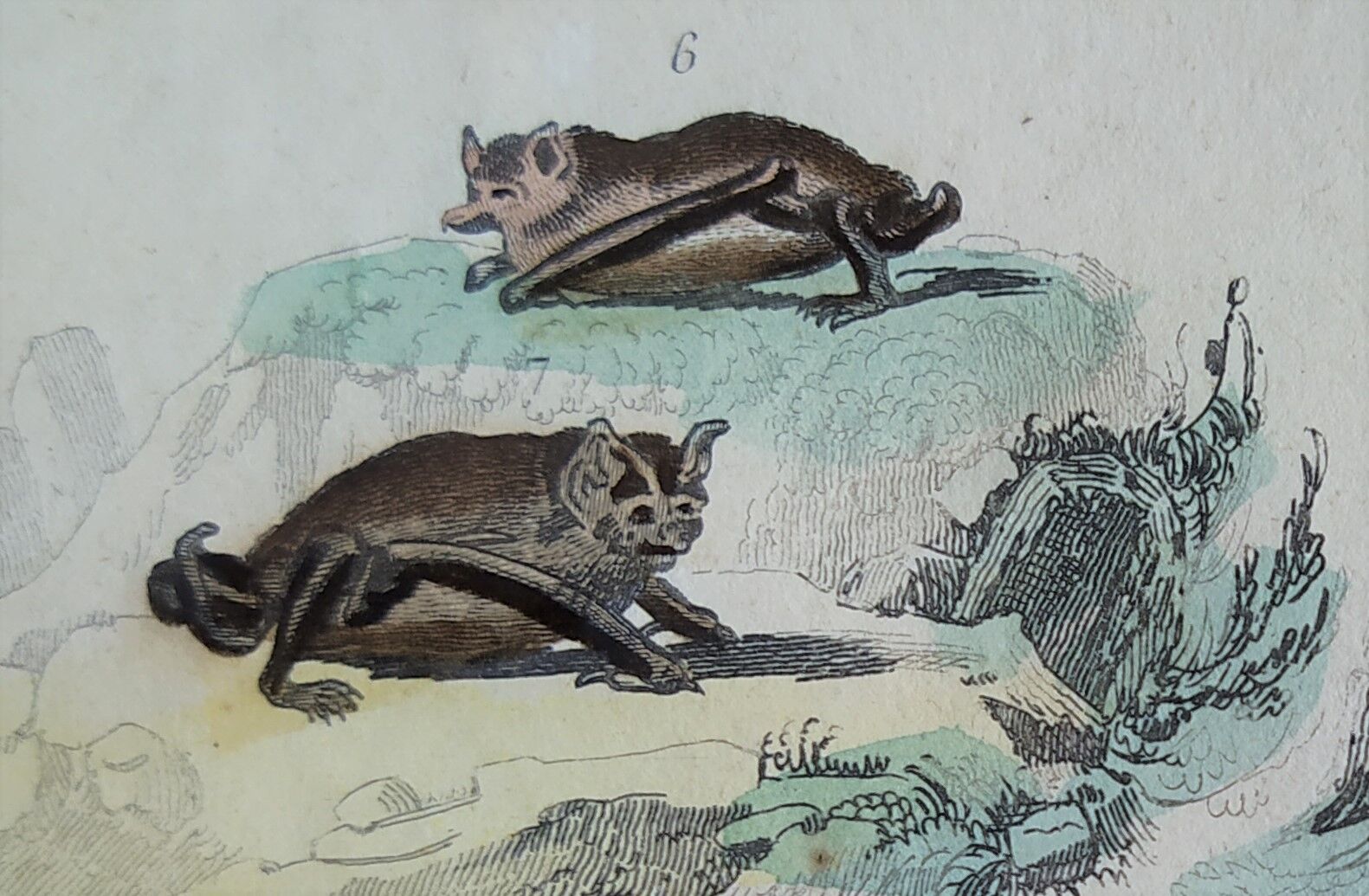 Planche Ornithologique originale " Chauve souris - Oreillard - &c... " Buffon 1836