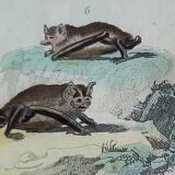 Planche Ornithologique originale " Chauve souris - Oreillard - &c... " Buffon 1836