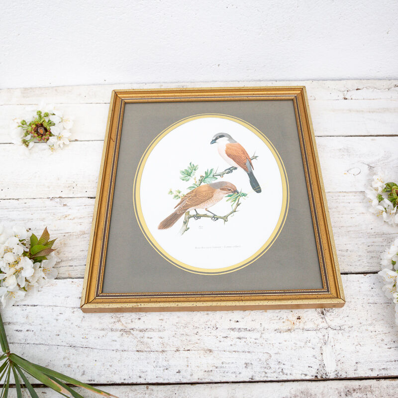 Reproduction of passerine birds by Murr ornithological board