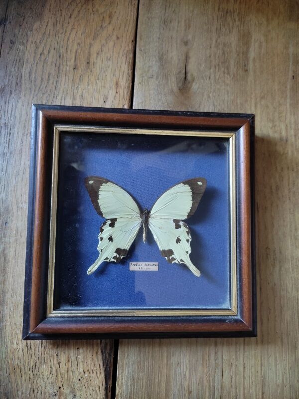 Tableau cadre vitré papillon dardanus