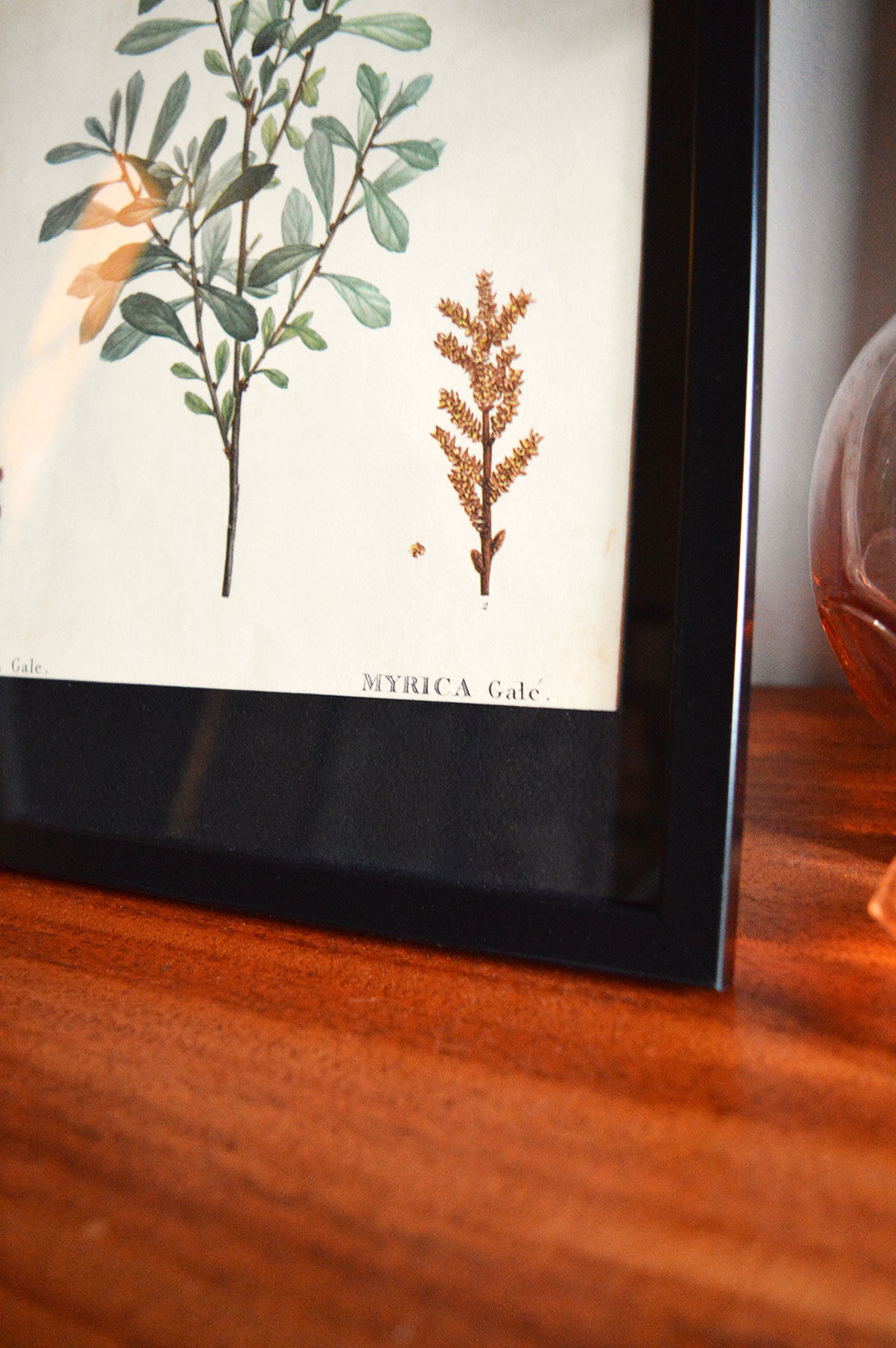 Myrica Gale framed pharmaceutical board