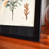 Myrica Gale framed pharmaceutical board