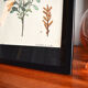 Myrica Gale framed pharmaceutical board