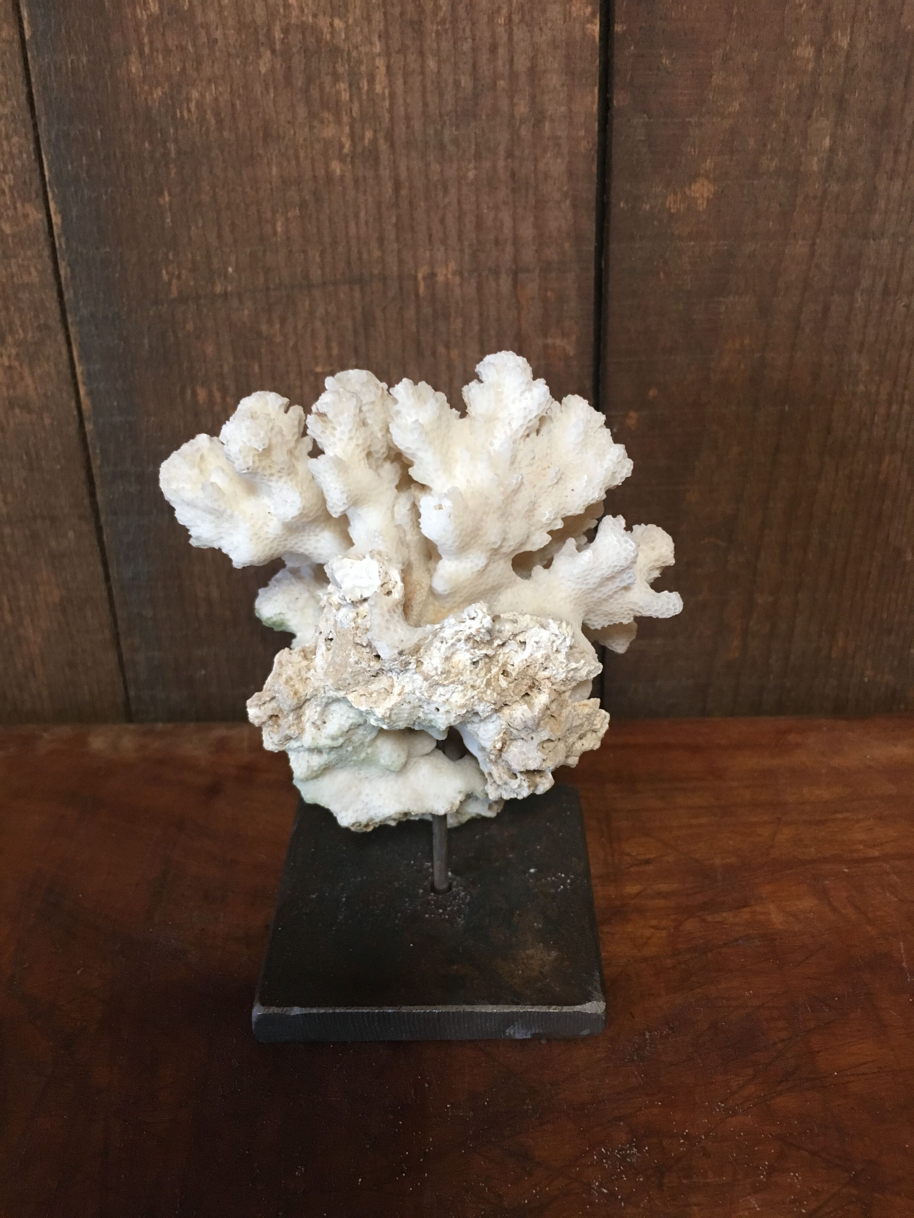 Coral on plinth