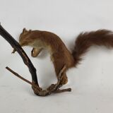 Stuffed and stuffed squirrel Taxidermy
