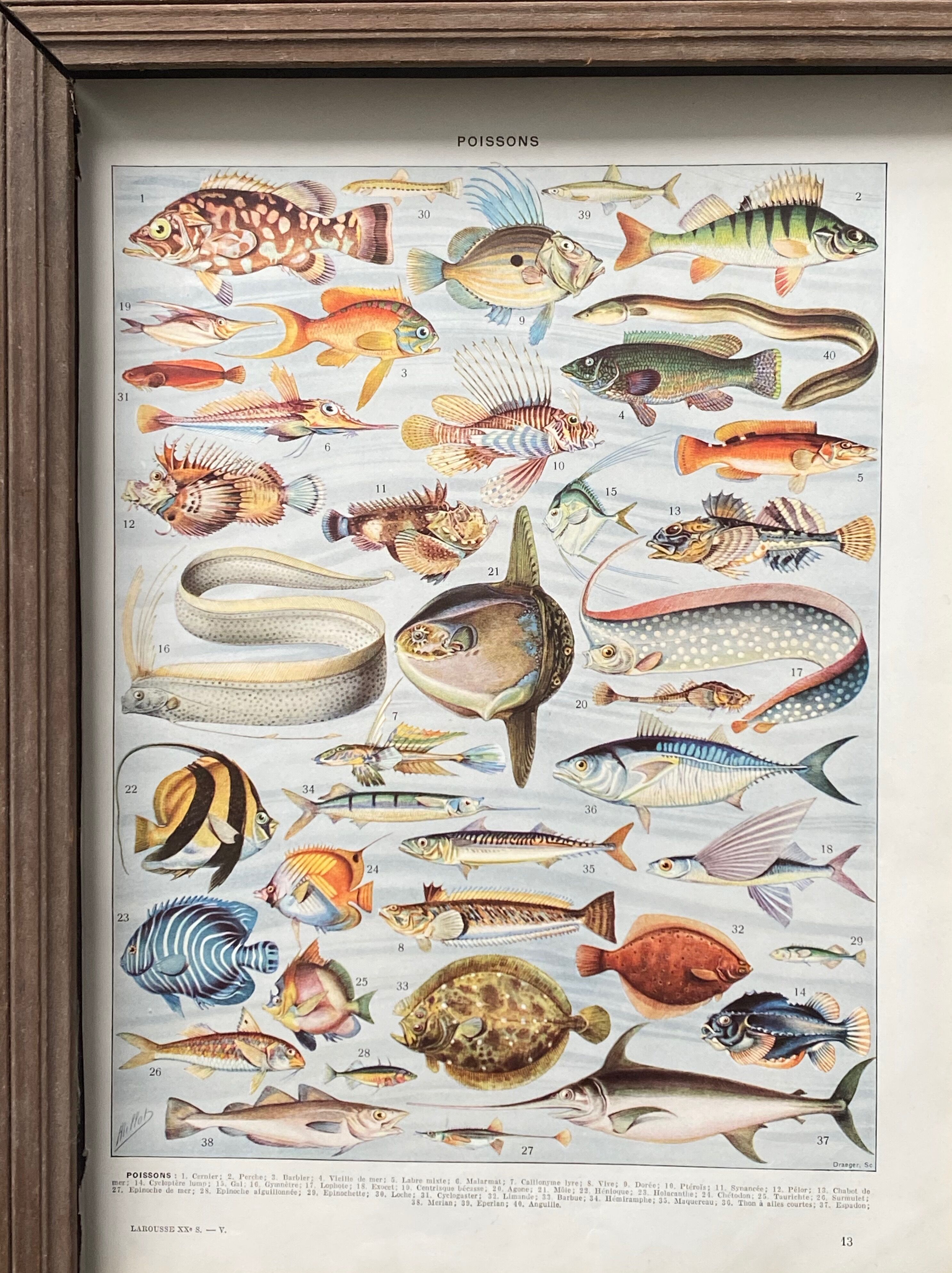 Old illustration Millot "Fish"