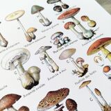 Mushroom poster, based on a 1920 lithograph