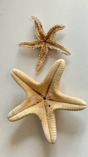 Vintage starfish