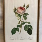 Framed Rosa "Rosa muscosa multiplex"