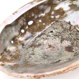 Empty abalone shell pocket, 70s