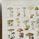 Lithographie sur les champignons de 1920