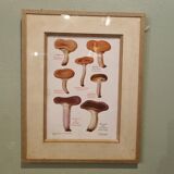 Frame botanical board mushrooms