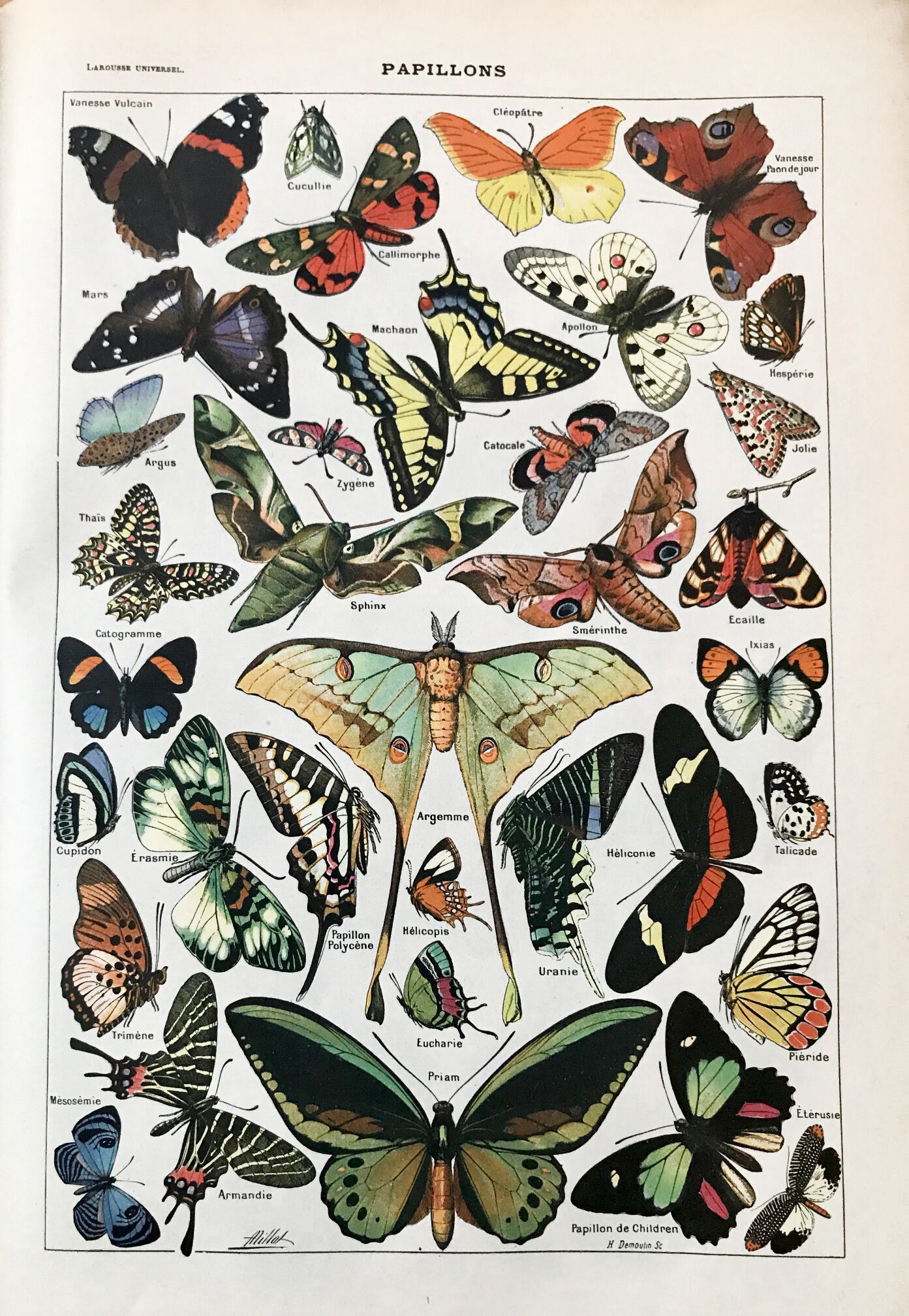Vintage butterfly board 1922