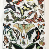 Vintage butterfly board 1922