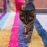 Boujaad hallway carpet