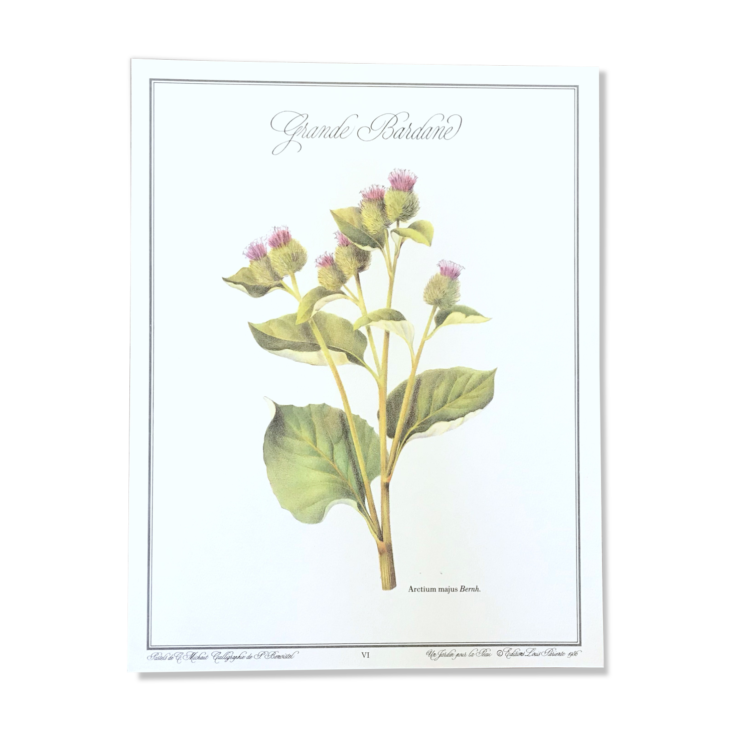 Botanical board the great Bardane