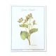 Botanical board the great Bardane