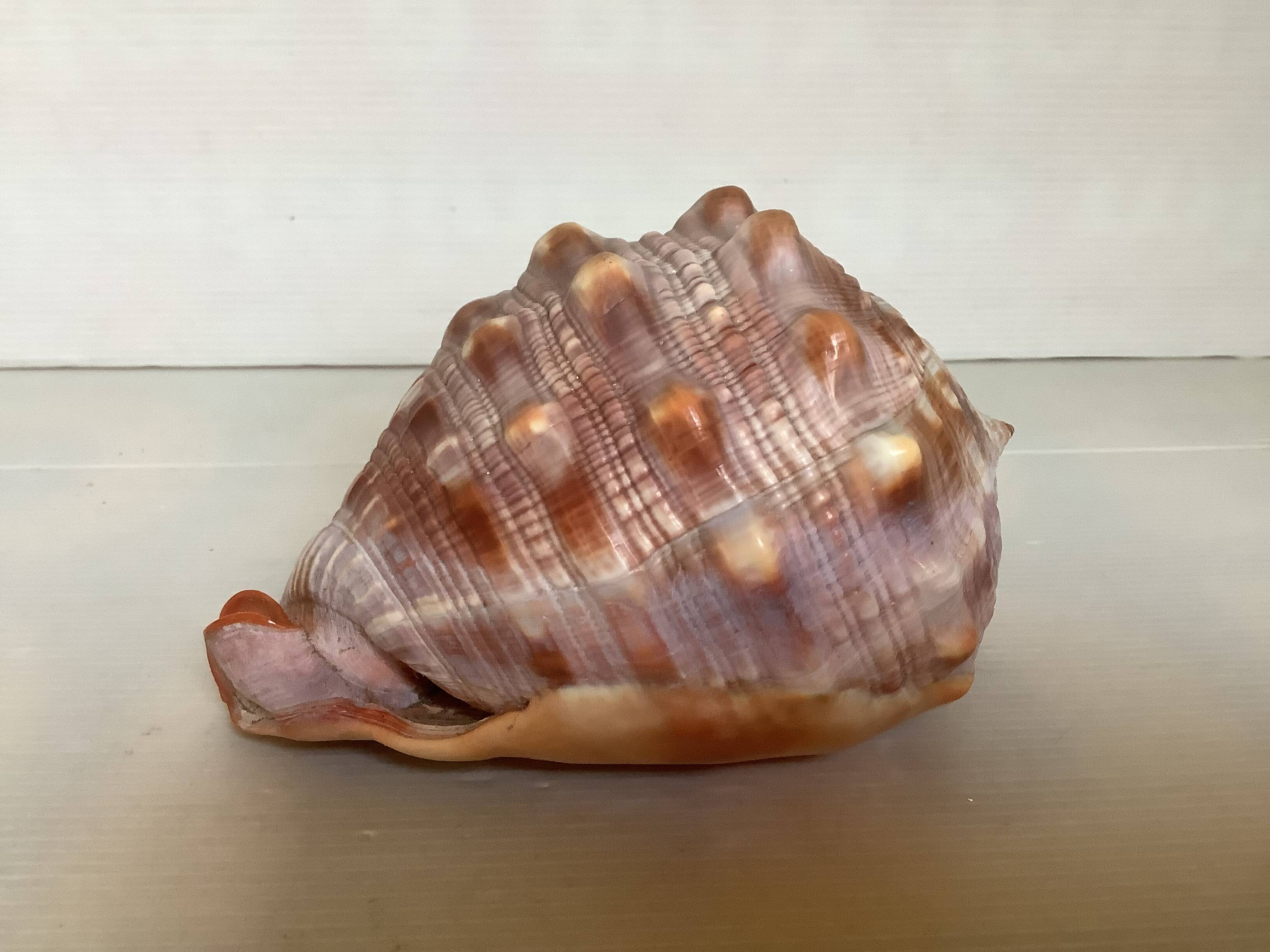 Large shell cypraea cassis rufa red helmet