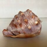 Large shell cypraea cassis rufa red helmet