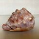 Large shell cypraea cassis rufa red helmet