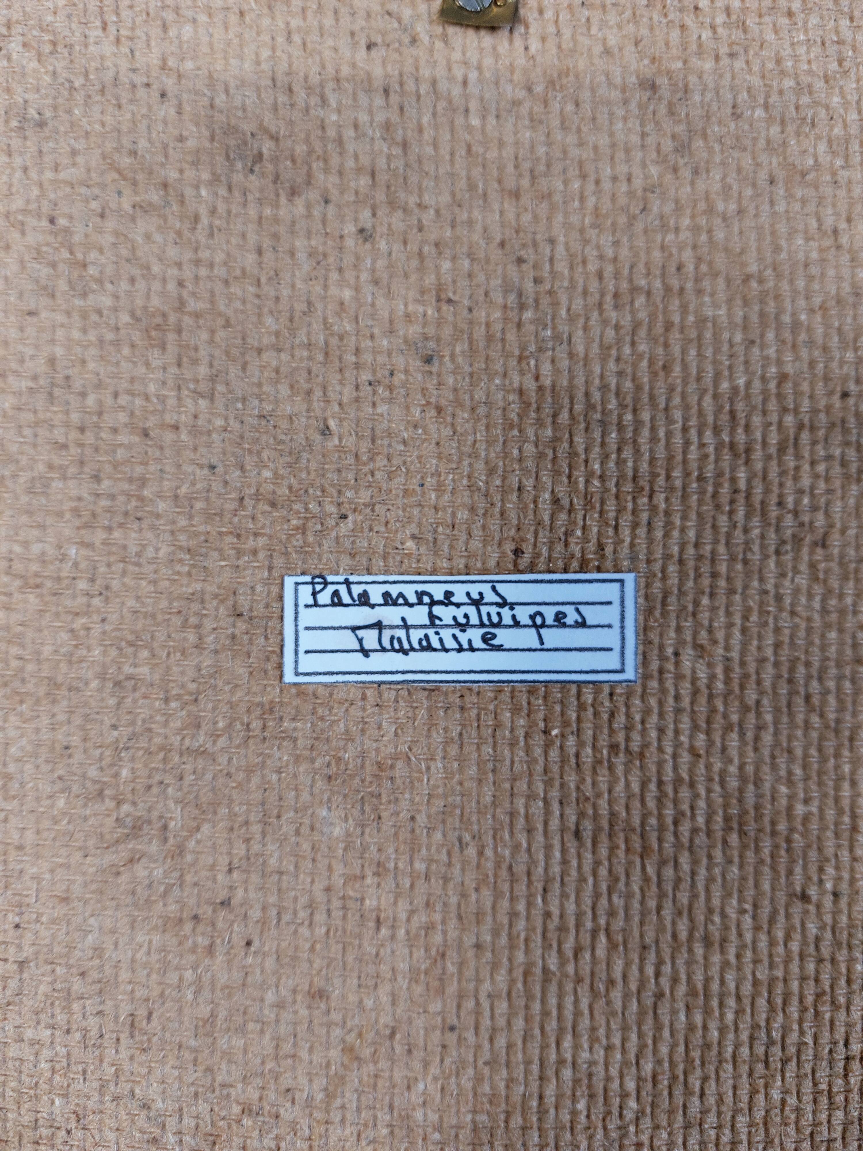 Scorpion stuffed under glass