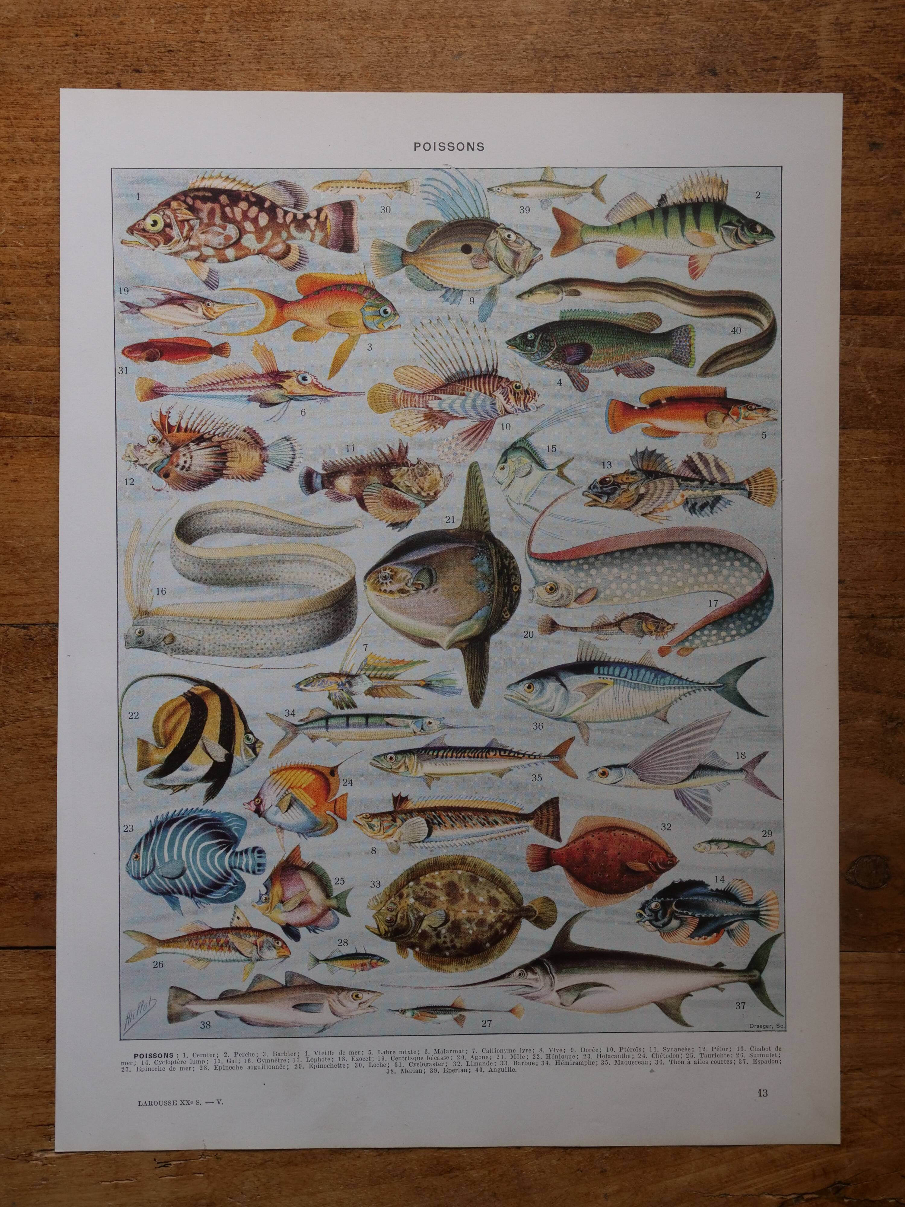 Set of 3 original lithographs on fish, algae and oceanography