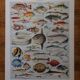 Set of 3 original lithographs on fish, algae and oceanography