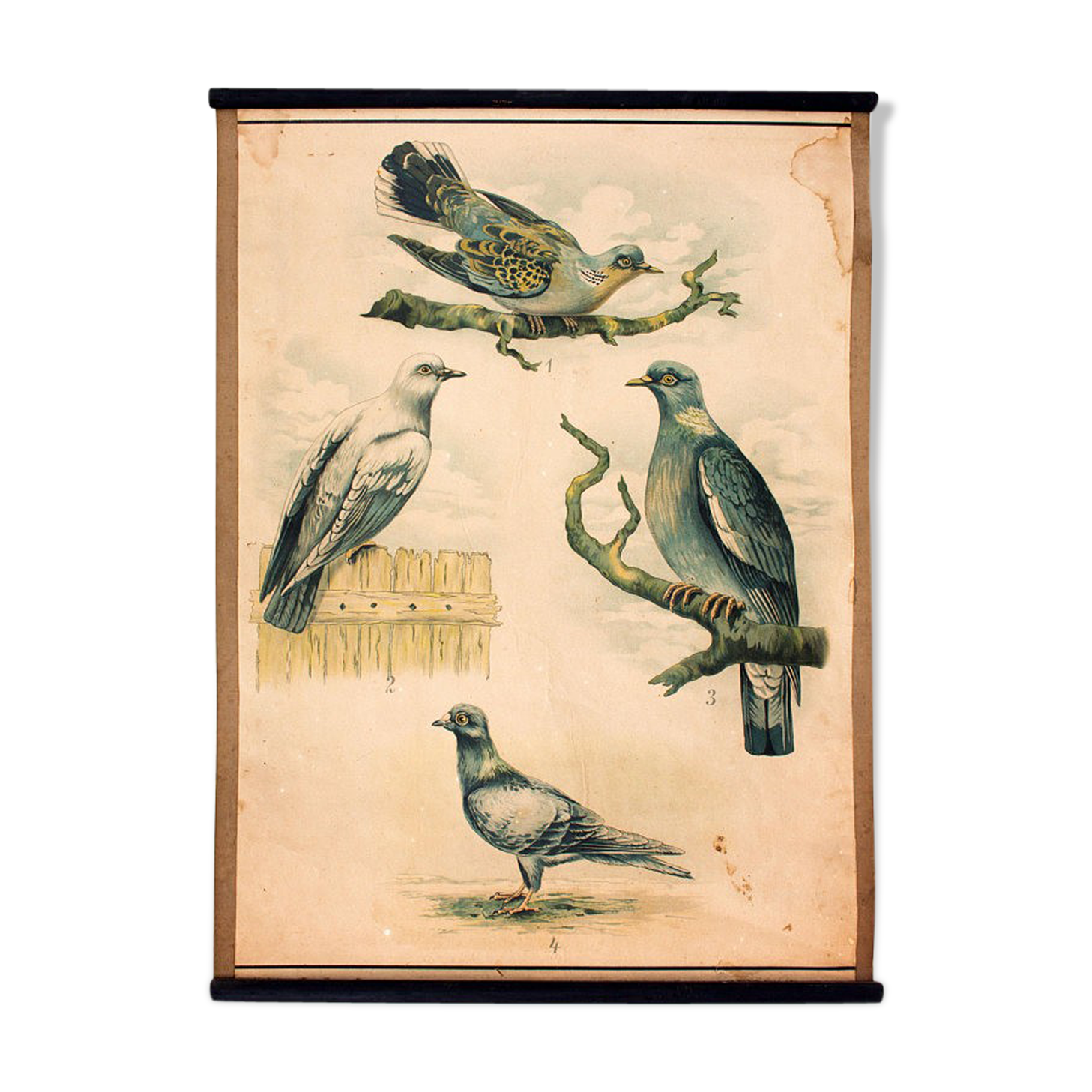 Affiche éducative, oiseaux, lithographie, 1914